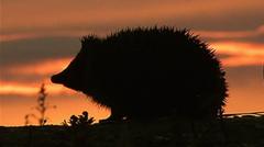 Hedgehog among four chosen animals to feature on your new banknotes — BBC Business, Washington DC Business news