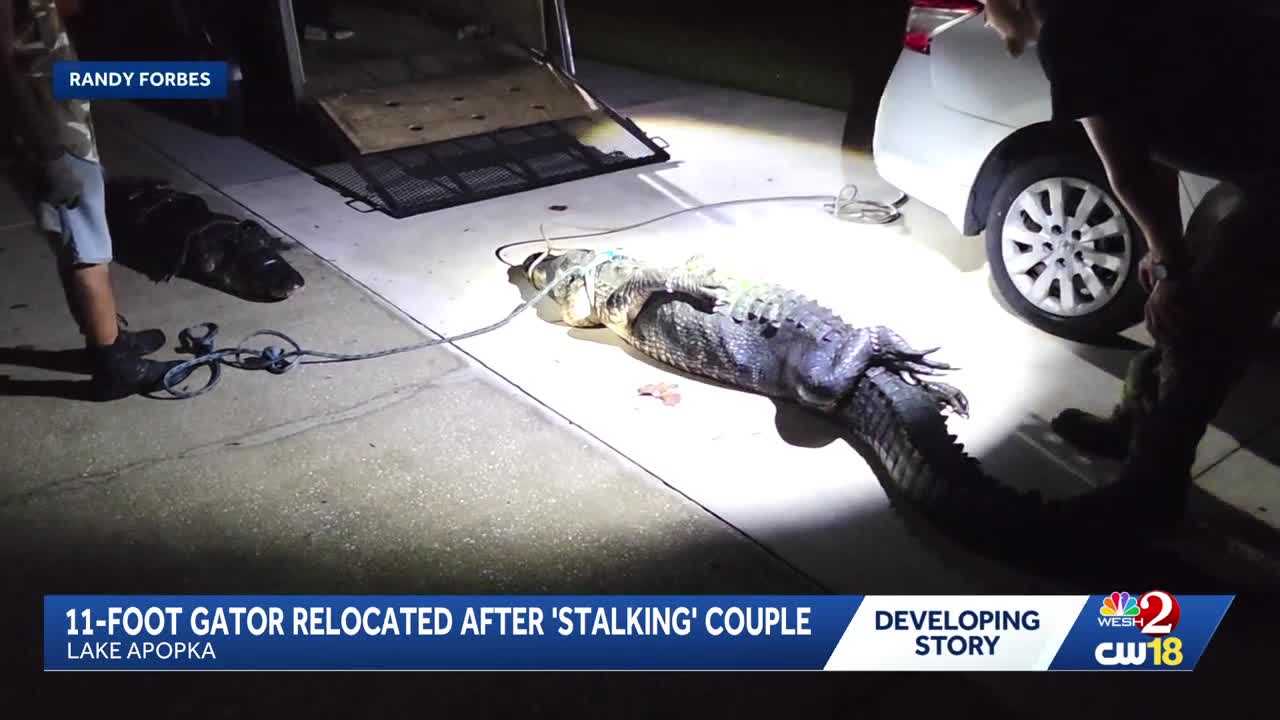 11-foot gator removed from Lake Apopka property after 'stalking' couple — WESH 2 Orlando, Washington DC Real Estate news